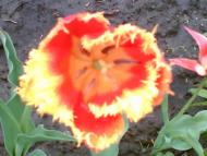 Чикалівка з panoramio.com