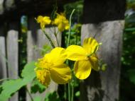 Журавичі з panoramio.com