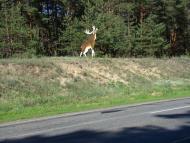 Ліпляве з panoramio.com