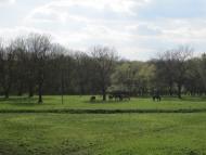 Козубівка з panoramio.com