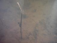 Лисняки з panoramio.com