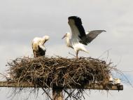 Орловець з panoramio.com