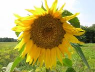 Мелені з panoramio.com