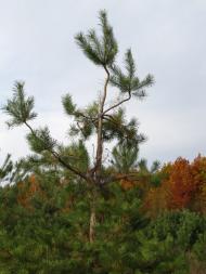 Бовбасівка - Останні фото