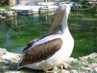 Колоденка з panoramio.com