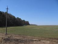 Товстоліс з panoramio.com