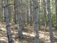 Виноградний з panoramio.com