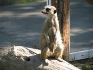 Колоденка з panoramio.com