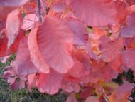 Заїківка - Останні фото