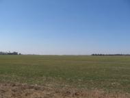 Товстоліс з panoramio.com