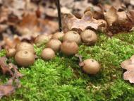 Заострів з panoramio.com