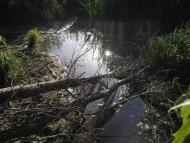 Михайло-Коцюбинське - Останні фото