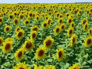 Високопілля - Останні фото