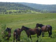 Галівка з panoramio.com