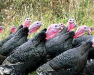 Піски з panoramio.com