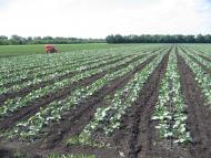 Вознесенське - Останні фото