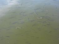 Слобода-Селець з panoramio.com