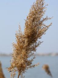 Кардашинка з panoramio.com