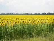 Маціївка з panoramio.com