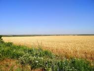 Максимівка з panoramio.com