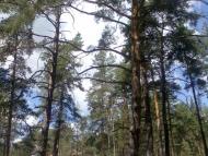 Щурове з panoramio.com - Schurove