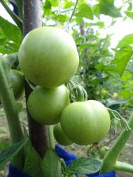 Журавичі з panoramio.com