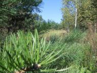 Сахутівка з panoramio.com