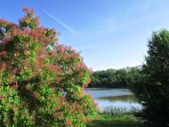 Петро-Свистунове з panoramio.com