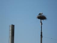 Новоолександрівка з panoramio.com