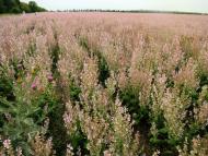 Дмитрове з panoramio.com