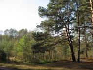 Волошки з panoramio.com