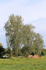 Куліші з panoramio.com