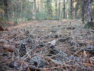 Бузьке з panoramio.com