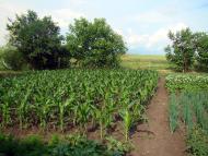Гребеники з panoramio.com