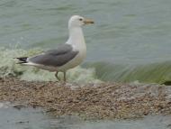 Солончаки з panoramio.com