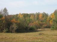 Волошки з panoramio.com