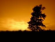 Олешник з panoramio.com