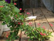 Олешник з panoramio.com