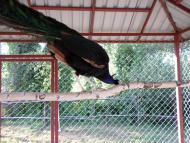 Хвилівка з panoramio.com