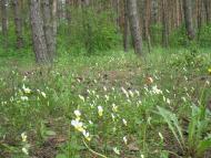 Матвіїха - Останні фото