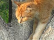 Масківці з panoramio.com