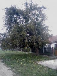 Маслове з panoramio.com