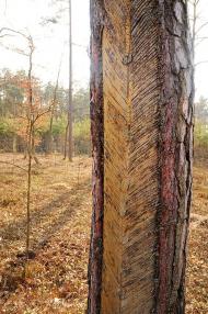 Забужжя з panoramio.com