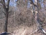 Товстоліс з panoramio.com