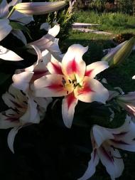 Халеп'я з panoramio.com