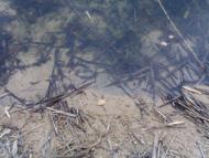 Лошакова Гута з panoramio.com