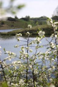 Грабовське з panoramio.com