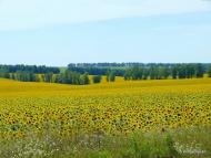 Високопілля - Останні фото