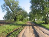 Товстоліс з panoramio.com