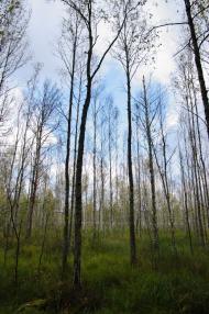 Забужжя з panoramio.com